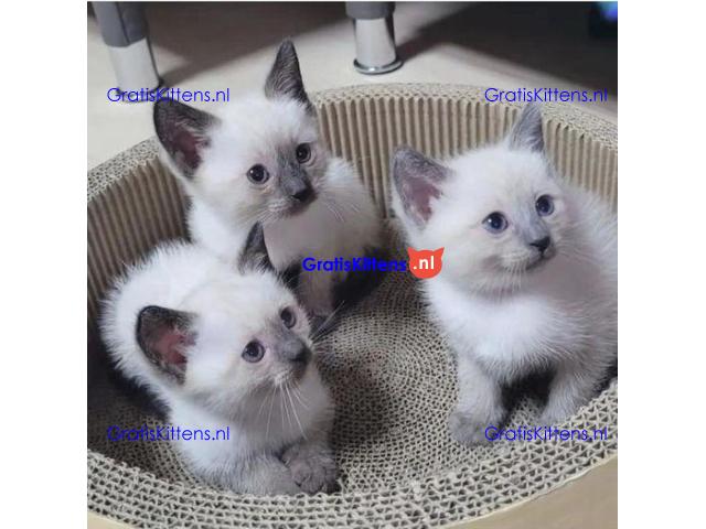 Gratis cadeau Ragdoll kitten voor gratis adoptie