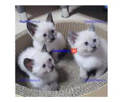 Gratis cadeau Ragdoll kitten voor gratis adoptie