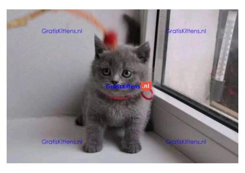 Geef een Brits korthaar kitten gratis ter adoptie