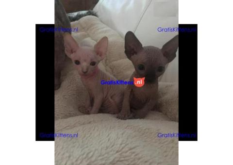 Mannen en vrouwen Sphynx Kittens