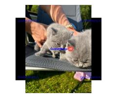 Britse Korthaar/Scottish Fold Blauw en Lilac kitten €150 Whatsapp-nummer: +32 460224753