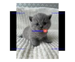 Britse Korthaar/Scottish Fold Blauw en Lilac kitten €150 Whatsapp-nummer: +32 460224753