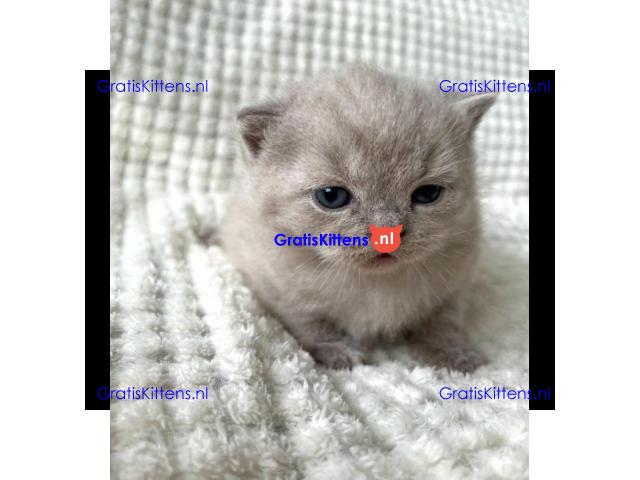 Britse Korthaar/Scottish Fold Blauw en Lilac kitten €  Whatsapp-nummer: +32 460224753