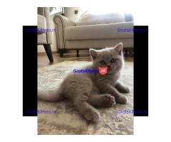 Britse Korthaar/Scottish Fold Blauw en Lilac kitten €150 Whatsapp-nummer: +32 460224753