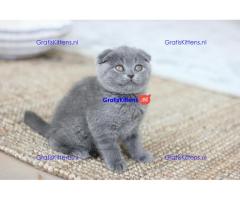 Britse Korthaar/Scottish Fold Blauw en Lilac kitten €150 Whatsapp-nummer: +32 460224753