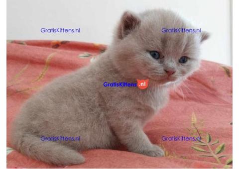 Britse Korthaar/Scottish Fold Blauw en Lilac kitten €150 Whatsapp-nummer: +32 460224753