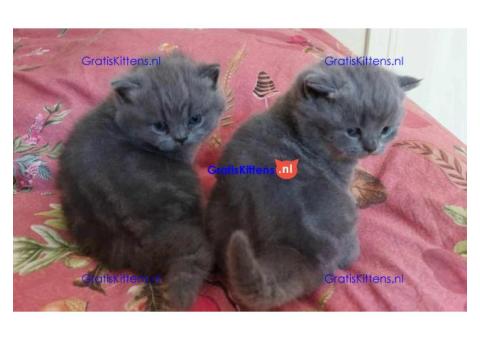 Britse Korthaar/Scottish Fold Blauw en Lilac kitten €150 Whatsapp-nummer: +32 460224753