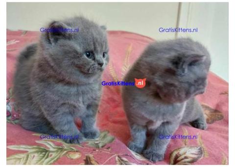 Britse Korthaar/Scottish Fold Blauw en Lilac kitten €150 Whatsapp-nummer: +32 460224753