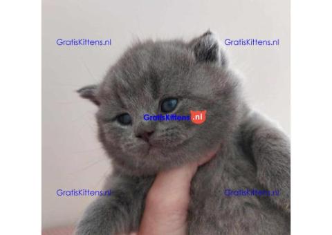 Britse Korthaar/Scottish Fold Blauw en Lilac kitten €150 Whatsapp-nummer: +32 460224753