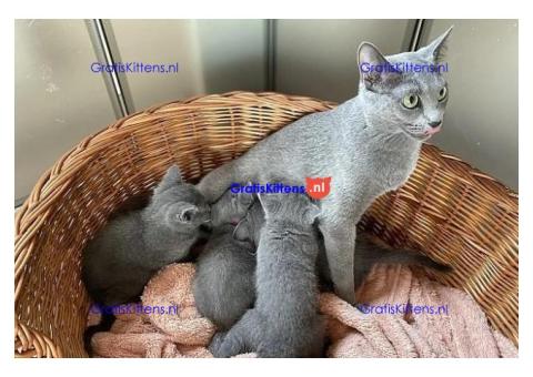 Rasechte Russische Blauwe Kittens