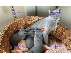 Rasechte Russische Blauwe Kittens