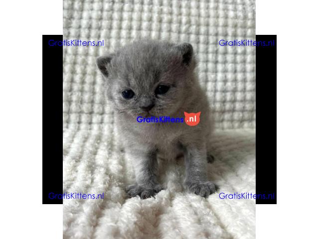 Britse Korthaar/Scottish Fold Blauw en Lilac kitten €150 Whatsapp-nummer: +32 460224753