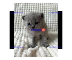 Britse Korthaar/Scottish Fold Blauw en Lilac kitten €150 Whatsapp-nummer: +32 460224753