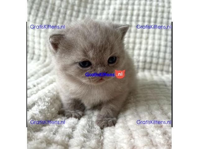 Britse Korthaar/Scottish Fold Blauw en Lilac kitten €150 Whatsapp-nummer: +32 460224753