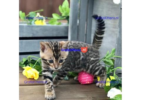 Cute Bengal Hittens Available