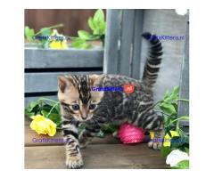 Cute Bengal Hittens Available