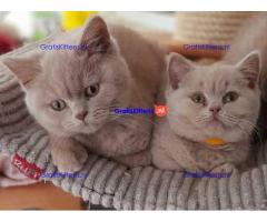 Britse Korthaar/Scottish Fold Blauw en Lilac kitten €150 Whatsapp-nummer: +32 460224753