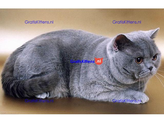 Britse Korthaar/Scottish Fold Blauw en Lilac kitten €150 Whatsapp-nummer: +32 460224753