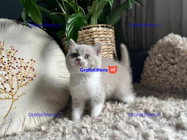 Britse Korthaar/Scottish Fold Blauw en Lilac kitten €150 Whatsapp-nummer: +32 460224753