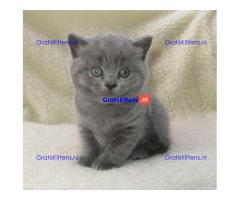 Britse Korthaar/Scottish Fold Blauw en Lilac kitten €150 Whatsapp-nummer: +32 460224753