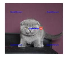 Stamboom Scottish Fold Kittens