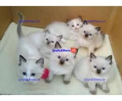 Schattige en charmante ragdoll kittens