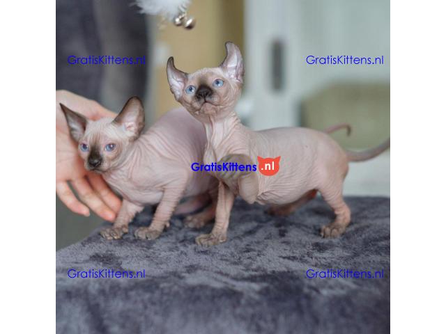 Prachtige Tica Sphynx Kittens