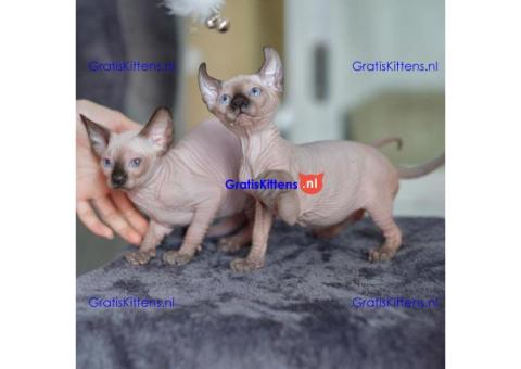 Prachtige Tica Sphynx Kittens