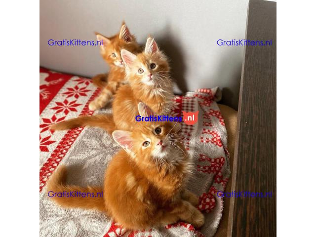 Maine Coon-kittens ter adoptie