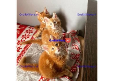 Maine Coon-kittens ter adoptie