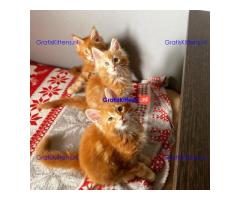 Maine Coon-kittens ter adoptie