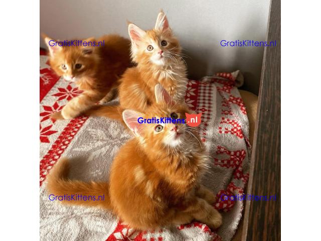 Maine Coon-kittens ter adoptie