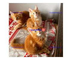 Maine Coon-kittens ter adoptie