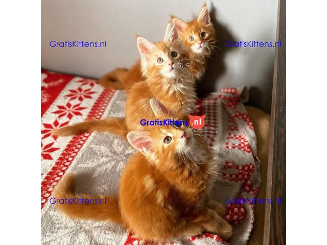 Maine Coon-kittens ter adoptie