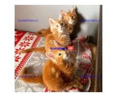 Maine Coon-kittens ter adoptie