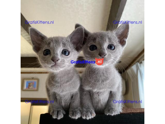 Mooie Russische Blauwe Kittens Te Koop