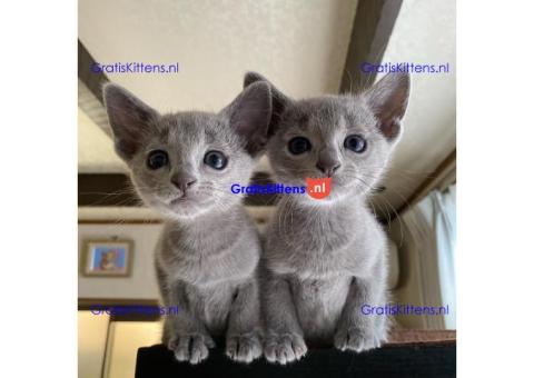 Mooie Russische Blauwe Kittens Te Koop