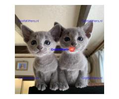 Mooie Russische Blauwe Kittens Te Koop