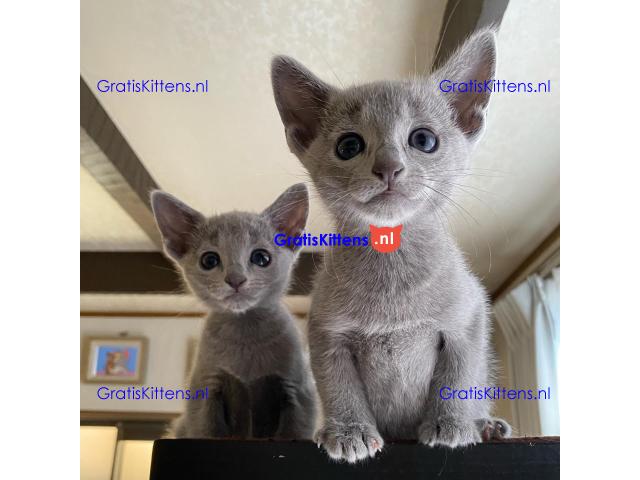 Mooie Russische Blauwe Kittens Te Koop