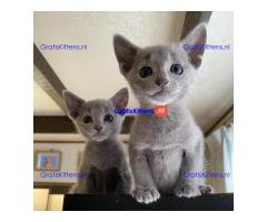 Mooie Russische Blauwe Kittens Te Koop