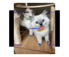 Ragdoll-kitten beschikbaar voor adoptie