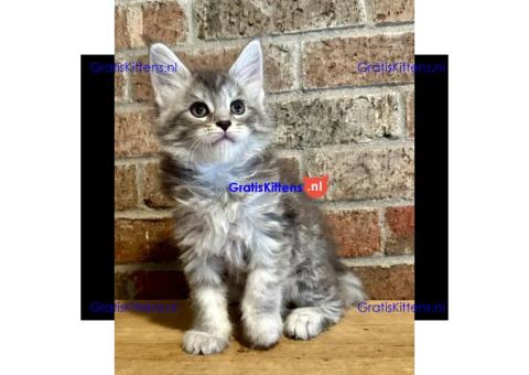 Stamboom Maine Coon Kittens