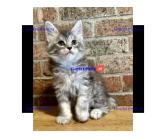 Stamboom Maine Coon Kittens