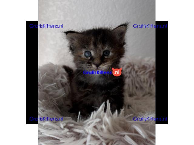 Stamboom Maine Coon Kittens