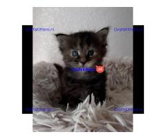 Stamboom Maine Coon Kittens