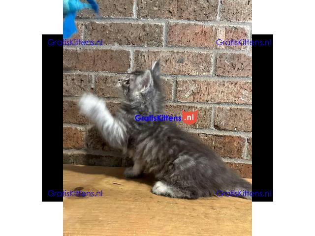 Stamboom Maine Coon Kittens