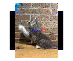 Stamboom Maine Coon Kittens