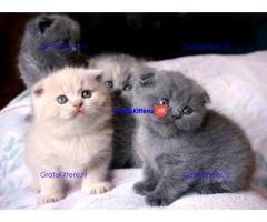 Scottish Fold Kitten