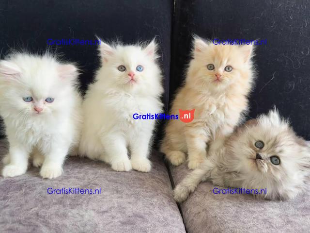 Gccf Geregistreerde Stamboom Ragdoll Kittens Te Koop