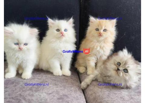 Gccf Geregistreerde Stamboom Ragdoll Kittens Te Koop